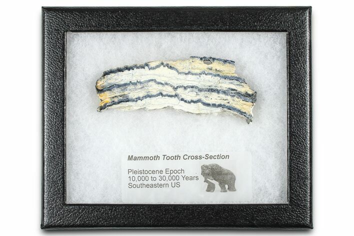 Mammoth Molar Slice With Case - South Carolina #377761